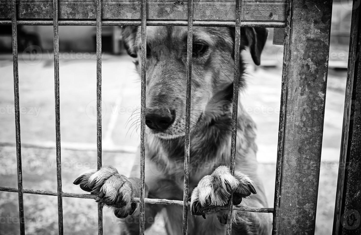 Hund im Zwinger foto