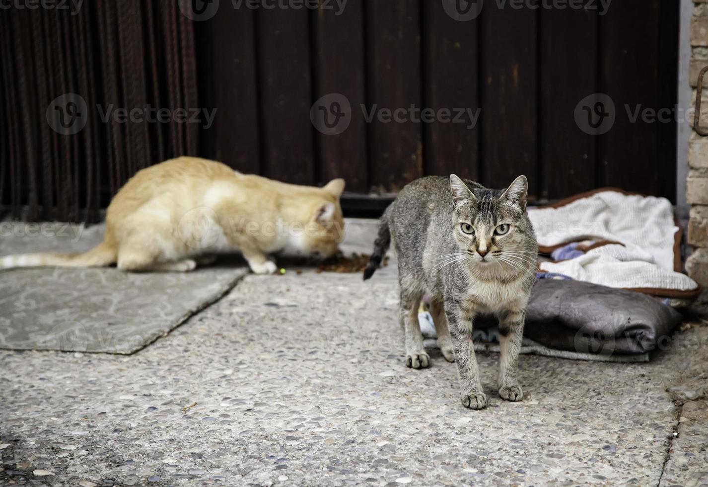 streunende Katzen, die auf der Straße essen foto