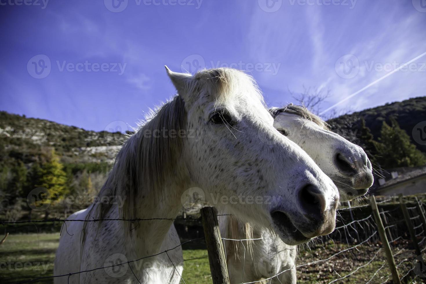 weißes Pferd auf einem Bauernhof foto