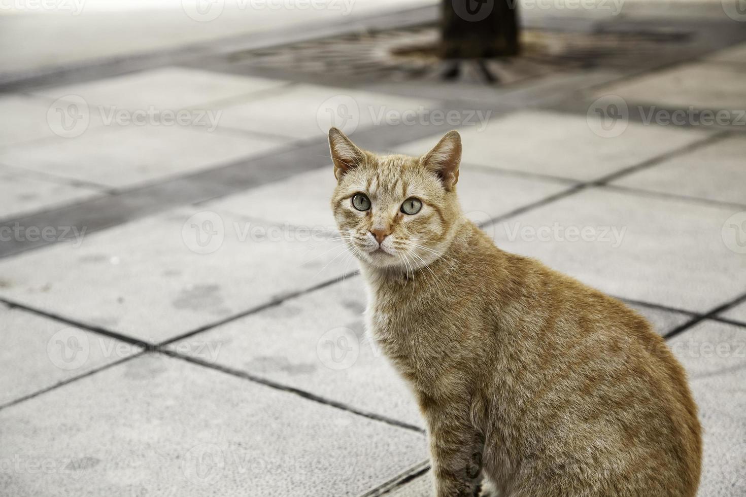 orange katze ruhe straße foto