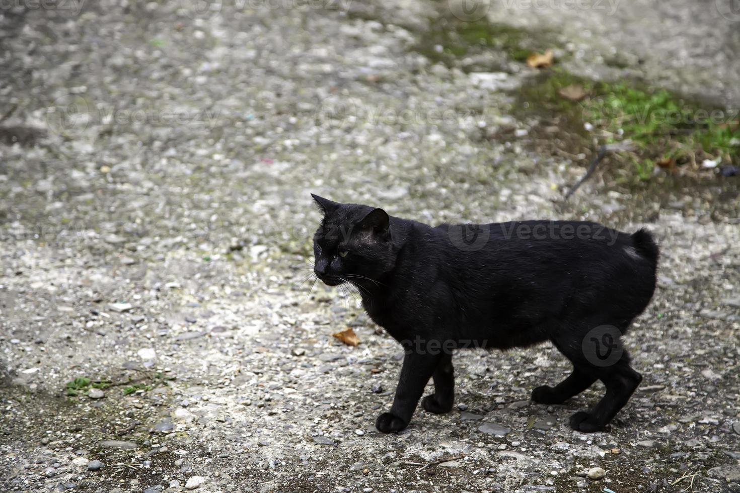 verlassene Straßenkatzen foto