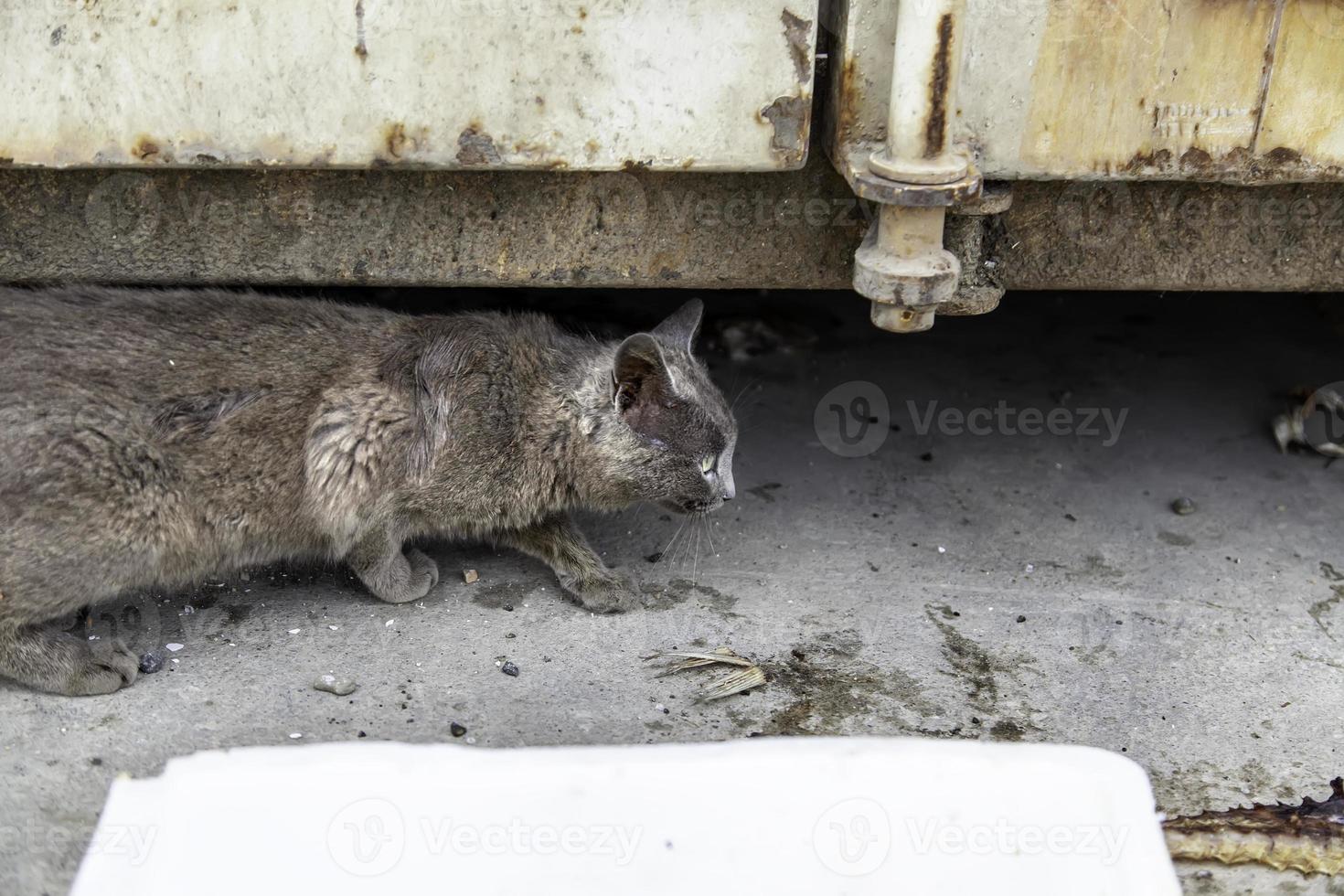 streunende graue Katze foto