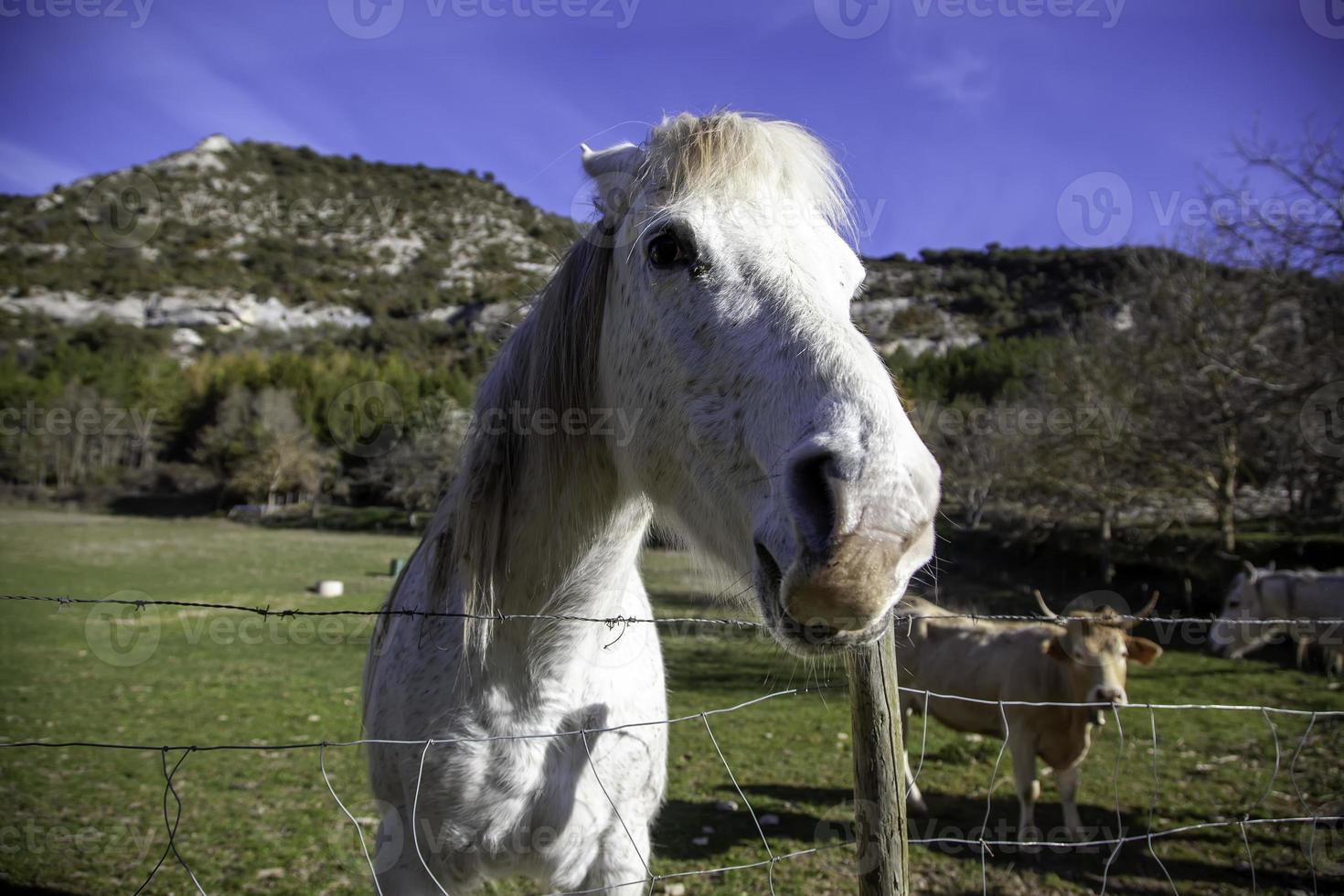 weißes Pferd auf einem Bauernhof foto