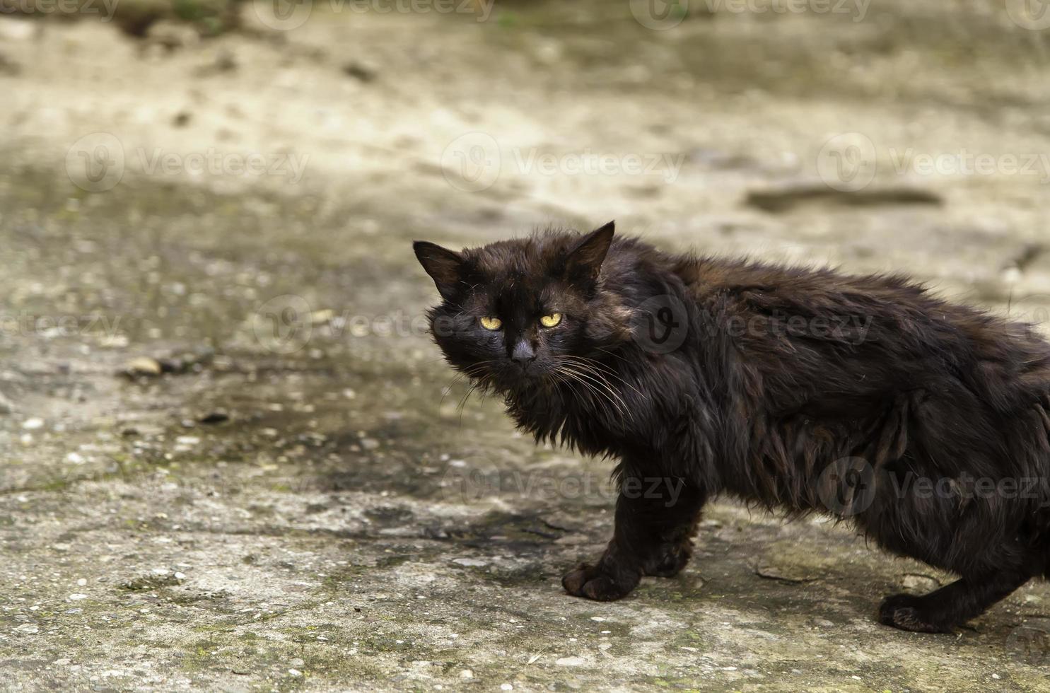 Perserkatze auf der Straße foto