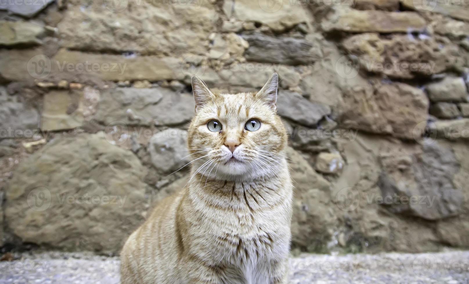 orange getigerte Straßenkatze foto