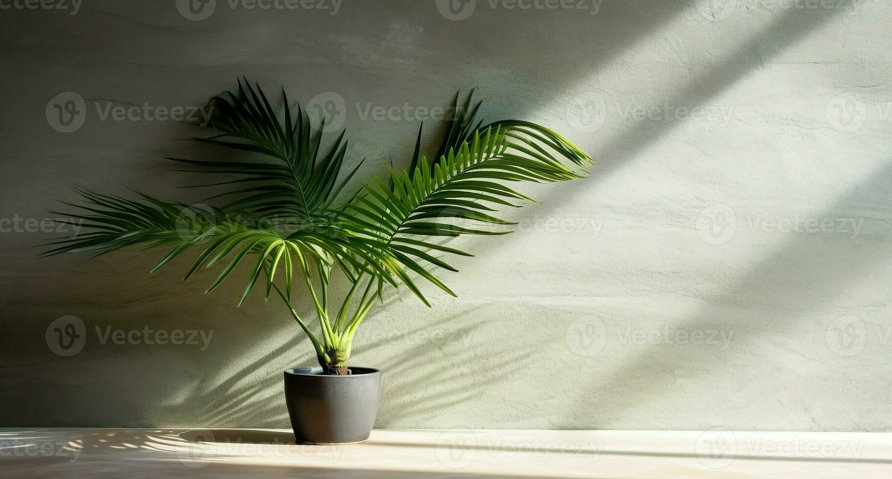 grau Zement Mauer und Boden, Palme Baum im Vase im ein Sonnenlicht, Schatten, Sonnenstrahlen bewirken von Fenster, zum Luxus Innere Design Dekoration, Produkt Anzeige Hintergrund. ai generativ foto