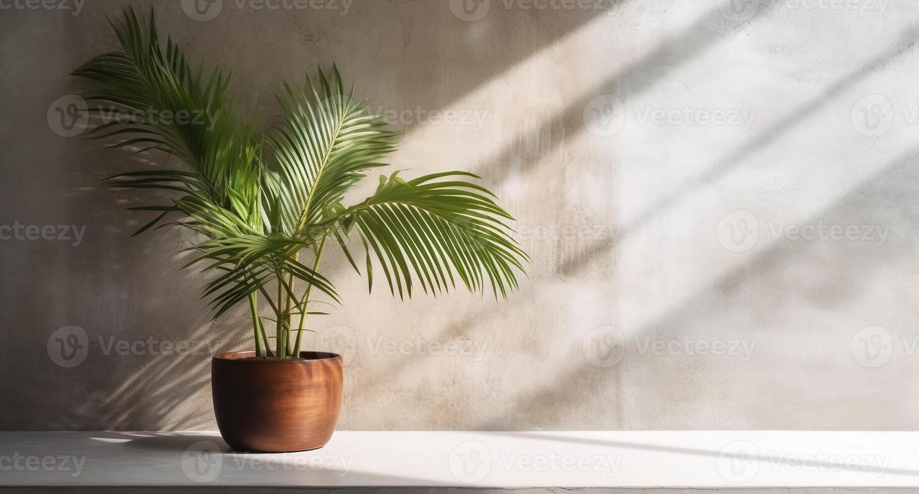 grau Zement Mauer und Boden, Palme Baum im Vase im ein Sonnenlicht, Schatten, Sonnenstrahlen bewirken von Fenster, zum Luxus Innere Design Dekoration, Produkt Anzeige Hintergrund. ai generativ foto