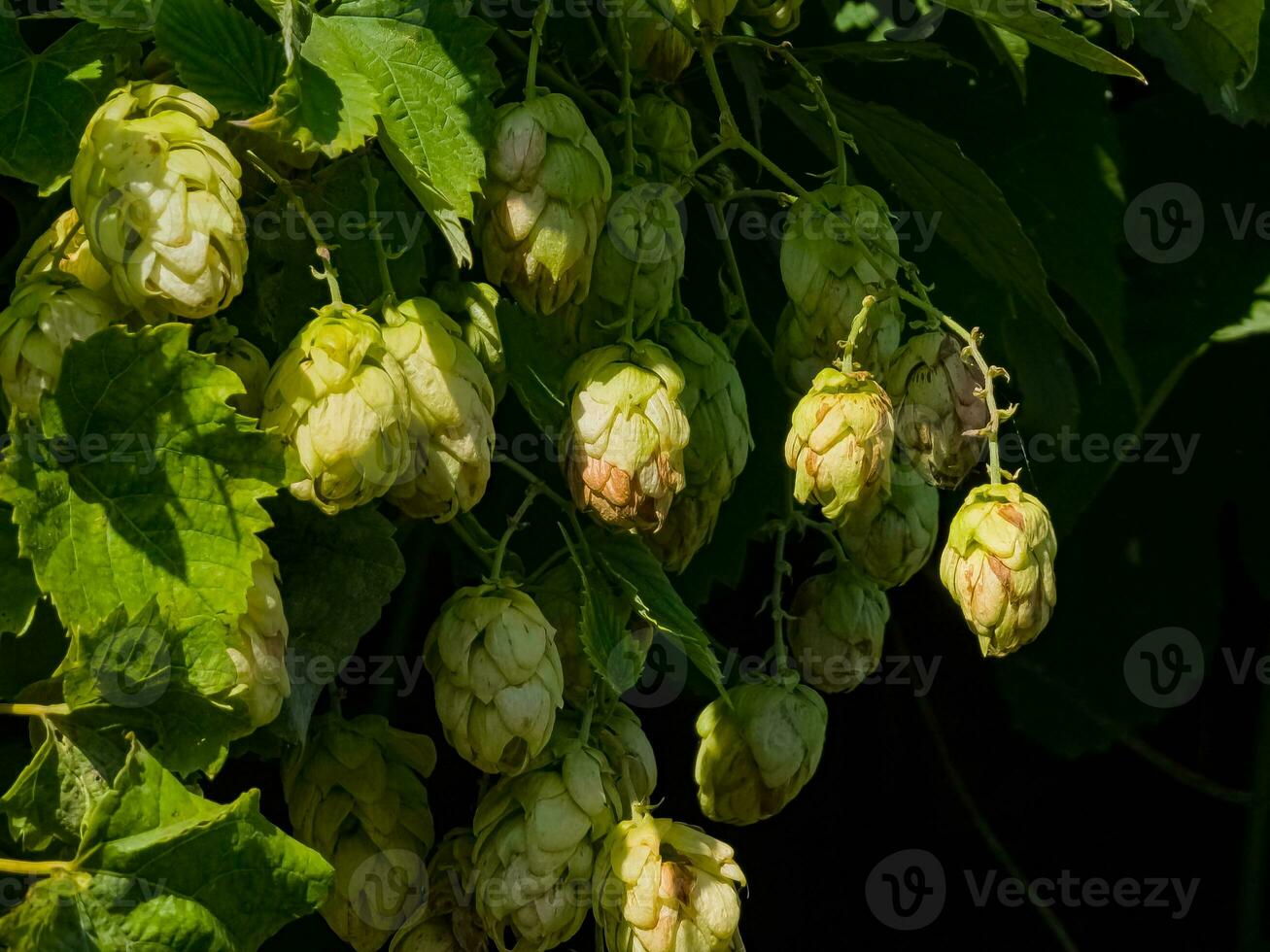 Reifung im Herbst von frisch Grün hop Zapfen auf ein Ast. benutzt zum Herstellung Bier, brot, im Medizin, Pharmakologie, Nahansicht foto