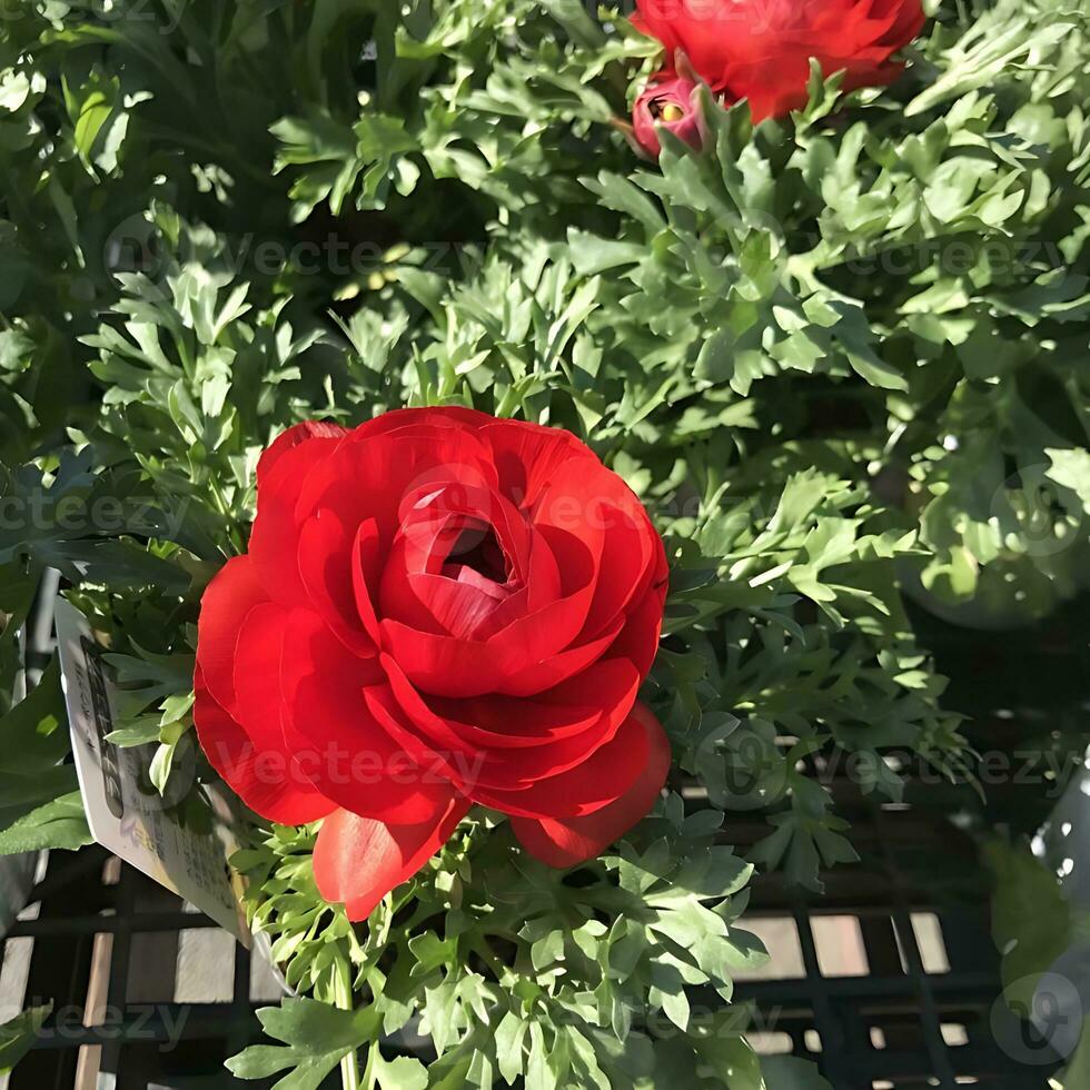 Aussicht von ein Nahansicht eingefärbt Blumen Pflanze foto