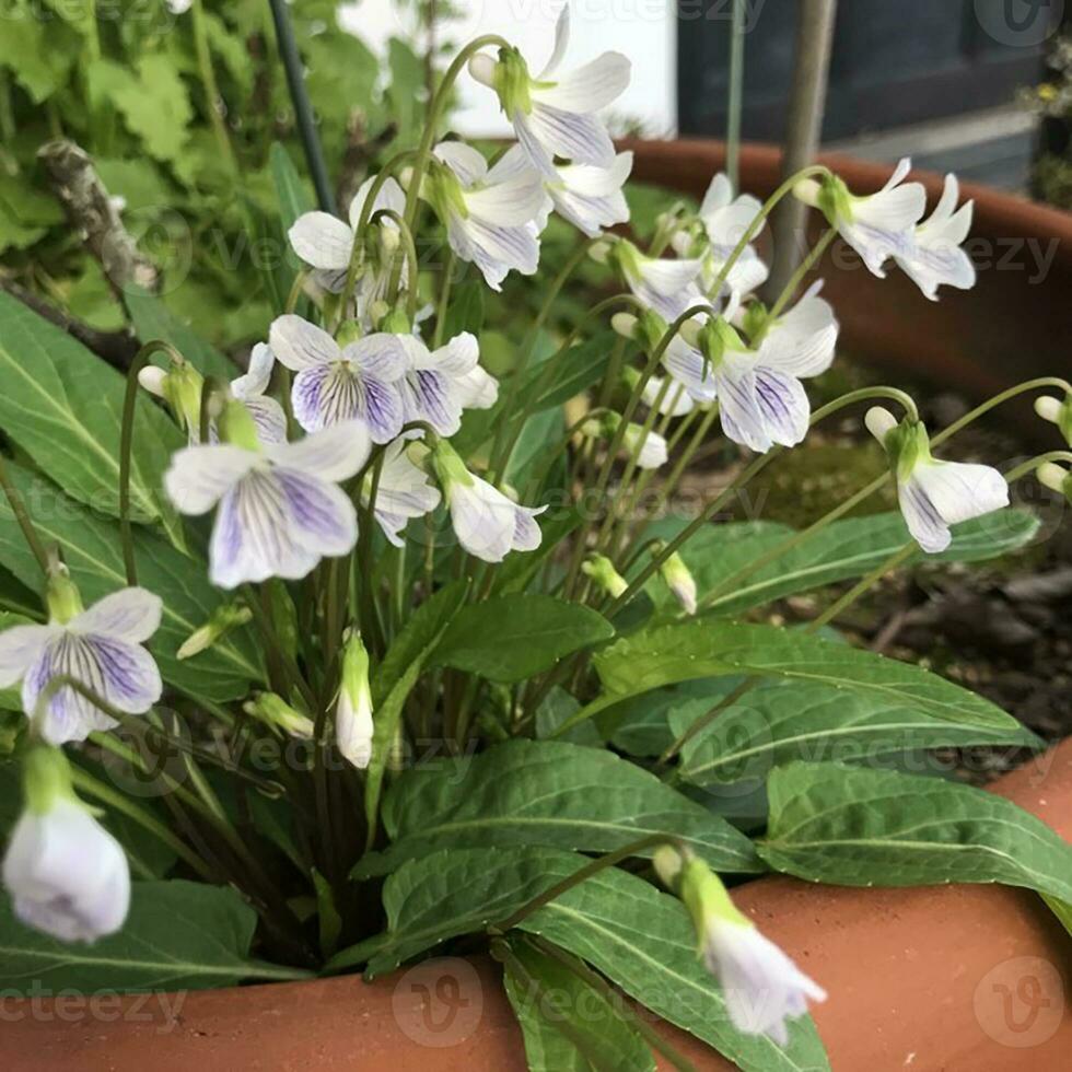 Nahansicht Ansichten von ein schön eingefärbt natürlich Blumen im das Botanik Garten. foto