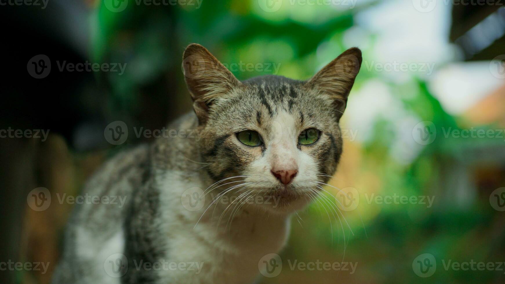 süß Katze ist suchen gegenüber das Vorderseite mit ein verschwommen Garten Hintergrund. foto