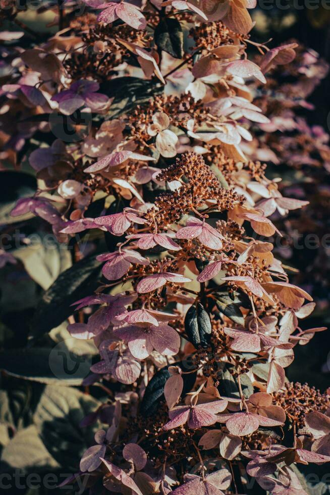 schließen oben Blühen Fuchsie Blumen Konzept Foto. Vorderseite Aussicht sonnig Fotografie foto