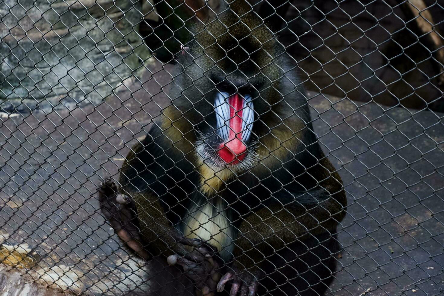 selektiv Fokus von Mandrill Affe Sitzung im seine Käfig im das Nachmittag. großartig zum Erziehung Kinder Über wild Tiere. foto