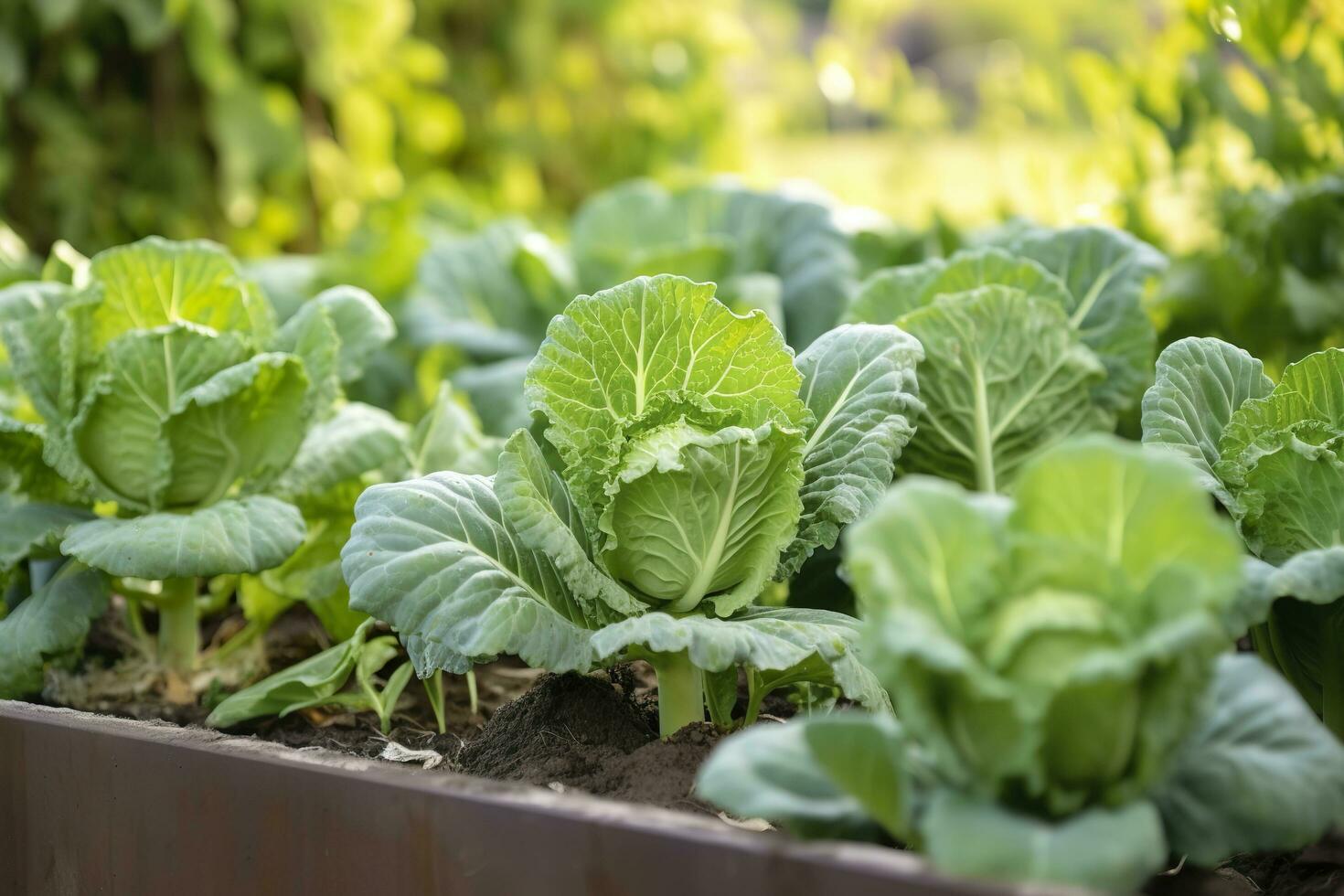 frisch organisch Brüssel Sprossen wachsend im das Garten. wachsend besitzen Früchte, Gemüse. ai generiert foto