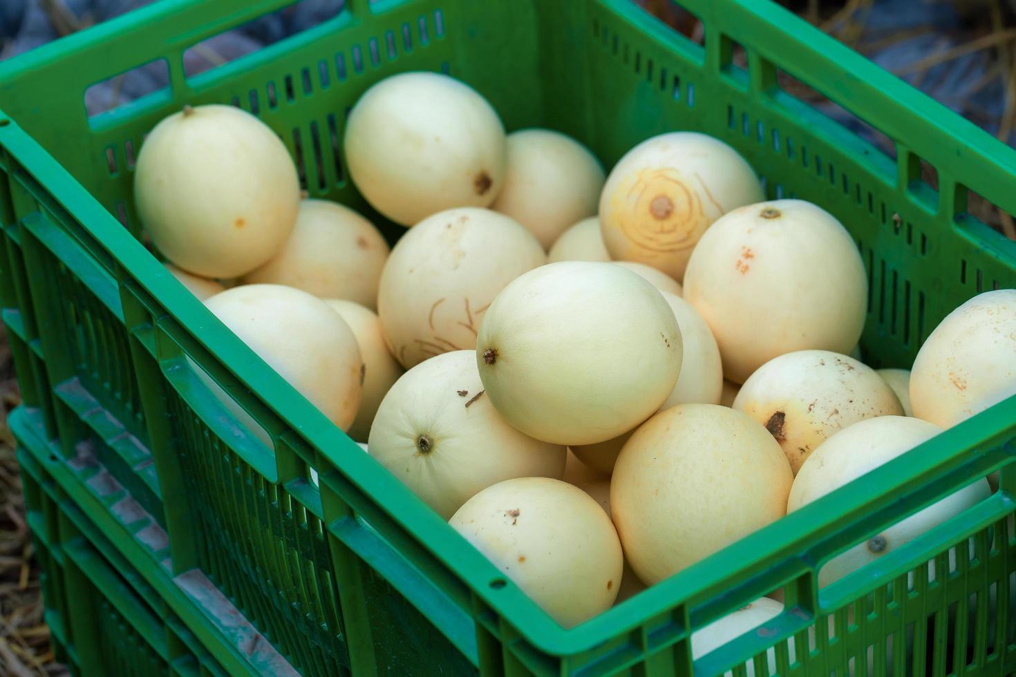 Viele gelbe reife Melonen stapeln sich in den grünen Körben zum Verkauf foto