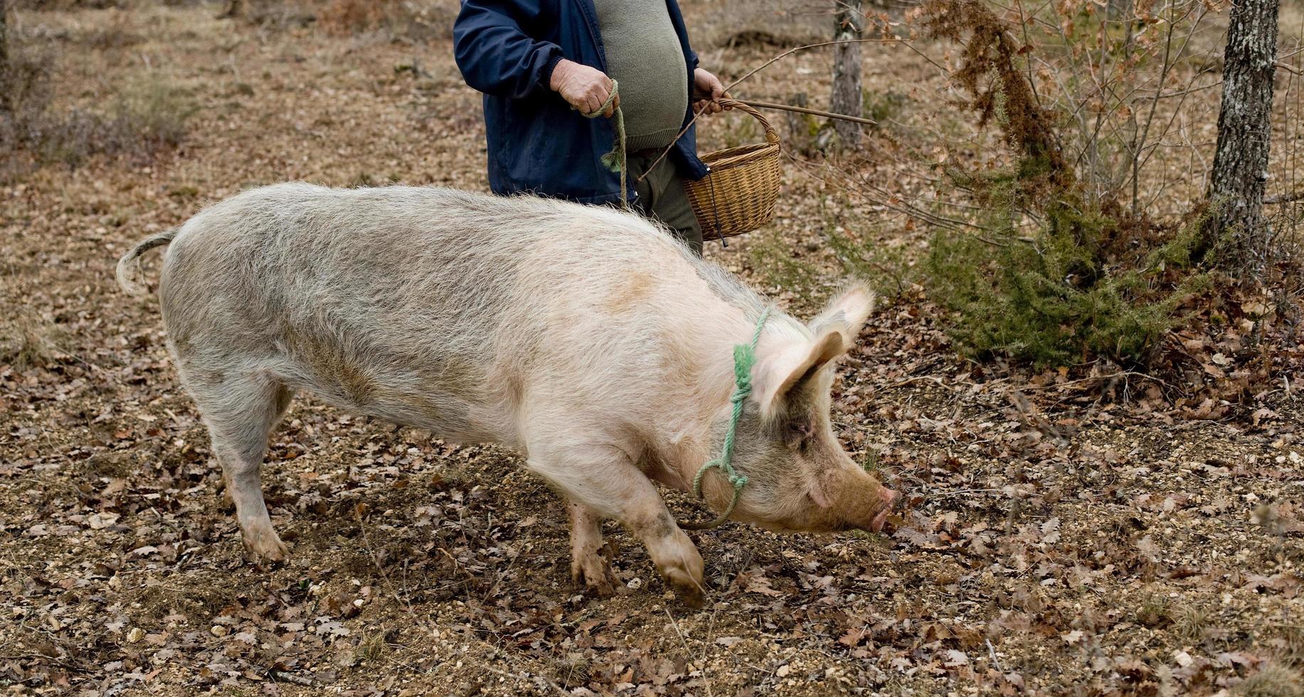 Ernte von schwarzen Trüffeln mit Hilfe eines Schweins in Lalbenque, Frankreich foto