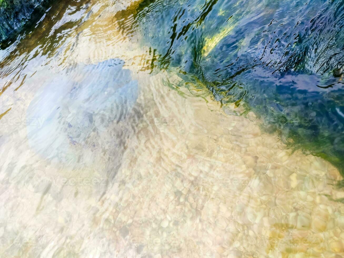 Weiß Qualle schwimmen in der Nähe von das Meer Ufer. das Muschel Küste von das Meer. foto