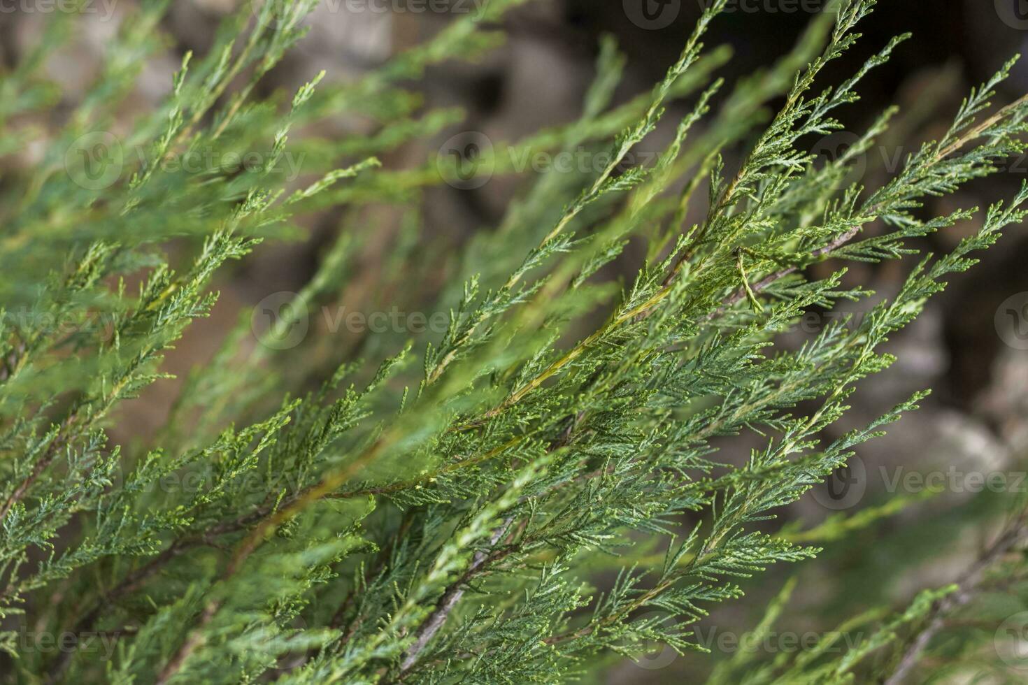 Nahansicht Aussicht von ein Grün Blatt auf ein verschwommen Grün Hintergrund im ein Garten mit ein Kopieren von das Raum, mit wie ein Hintergrund natürlich Grün Pflanzen Landschaft, Ökologie, foto