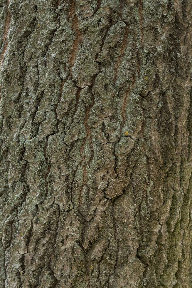 Hintergrund von das Baum Rinde Textur. Nahansicht Hintergrund. foto