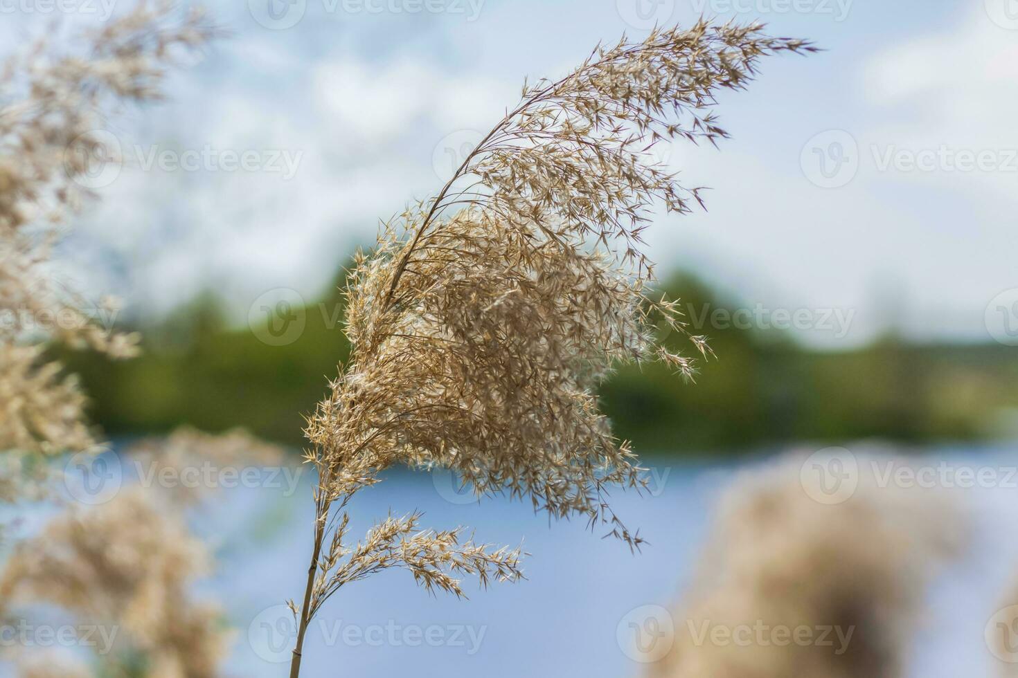 Pampasgras am See, Schilf, Rohrsamen. Das Schilf am See wiegt sich im Wind gegen den blauen Himmel und das Wasser. abstrakter natürlicher hintergrund. schönes Muster mit leuchtenden Farben foto