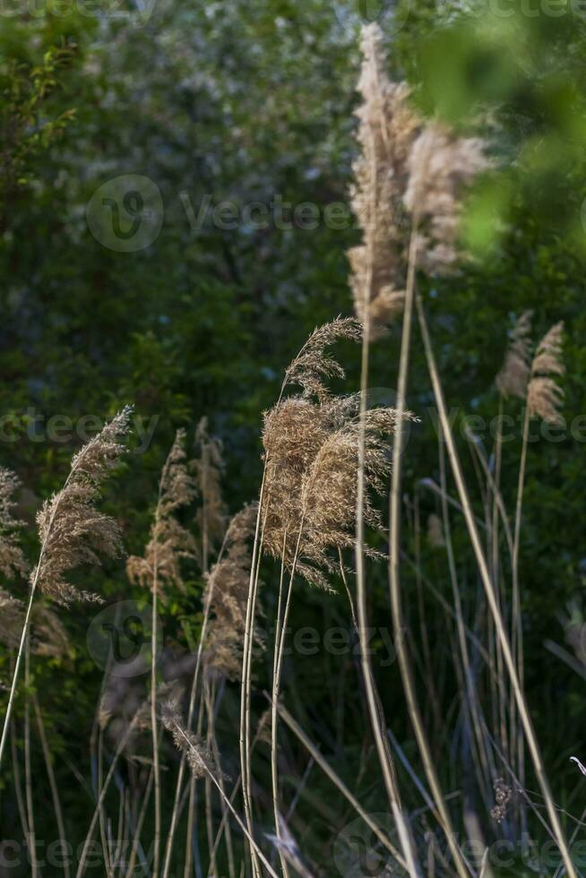 Pampasgras am See, Schilf, Rohrsamen. Das Schilf am See wiegt sich im Wind gegen den blauen Himmel und das Wasser. abstrakter natürlicher hintergrund. schönes Muster mit leuchtenden Farben foto