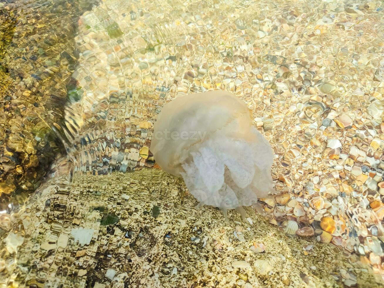 Weiß Qualle schwimmen in der Nähe von das Meer Ufer. das Muschel Küste von das Meer. foto