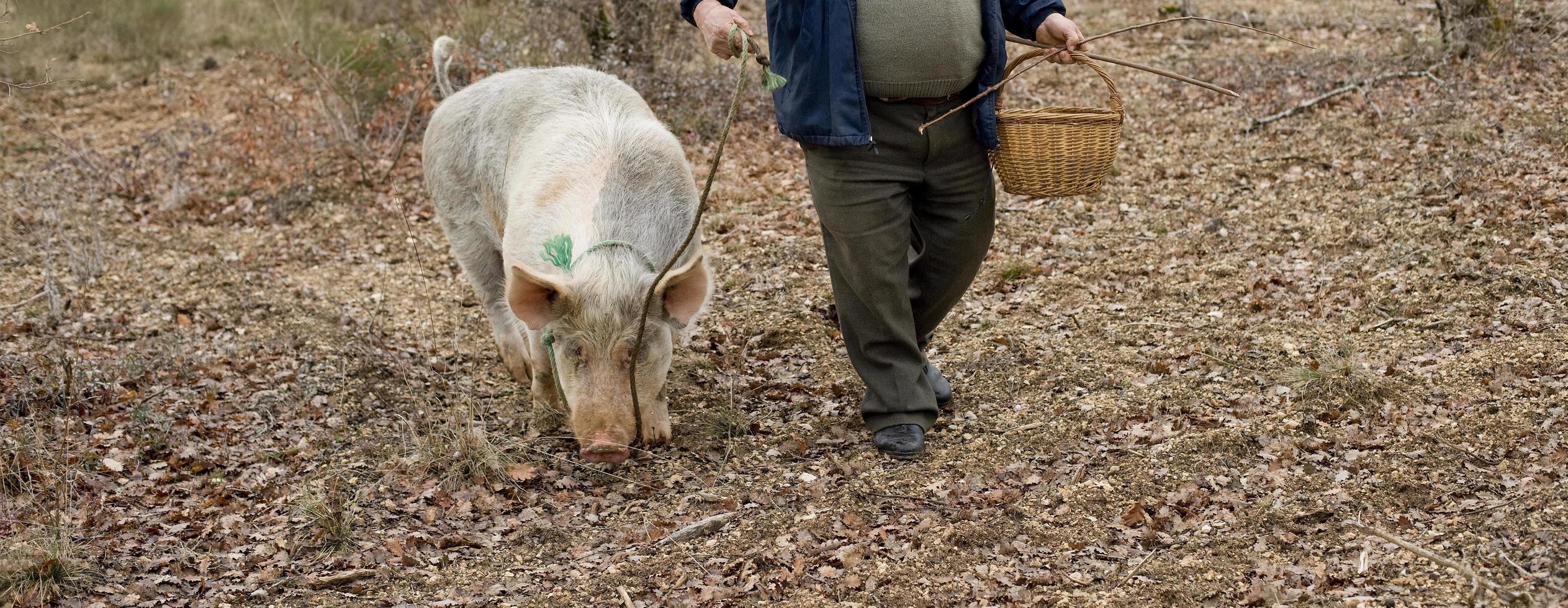 Ernte von schwarzen Trüffeln mit Hilfe eines Schweins in Lalbenque, Frankreich foto
