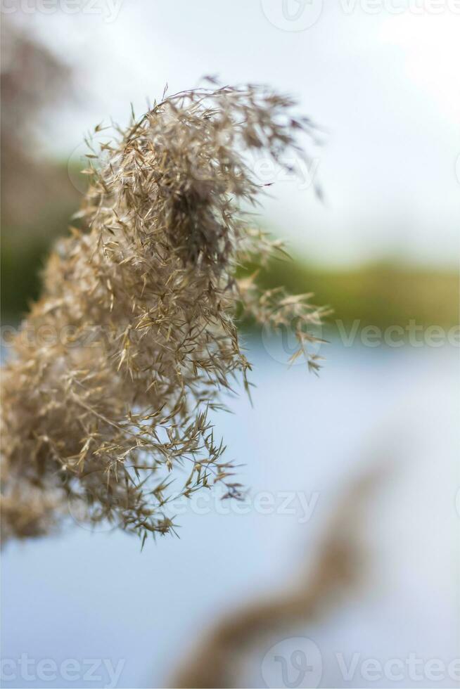 Pampasgras am See, Schilf, Rohrsamen. Das Schilf am See wiegt sich im Wind gegen den blauen Himmel und das Wasser. abstrakter natürlicher hintergrund. schönes Muster mit leuchtenden Farben foto