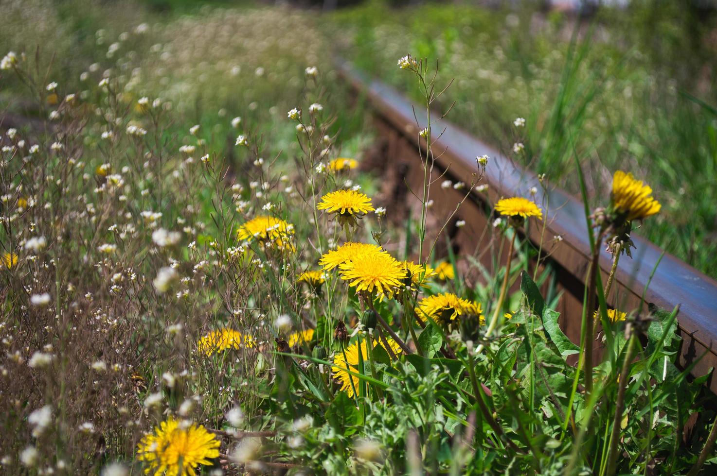 Gelb blühende Blume von Löwenzahn Nahaufnahme neben der Bahn foto