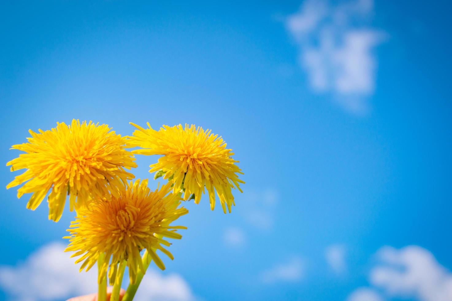 Gelb blühende Löwenzahn-Nahaufnahme mit blauem Himmel im Hintergrund foto