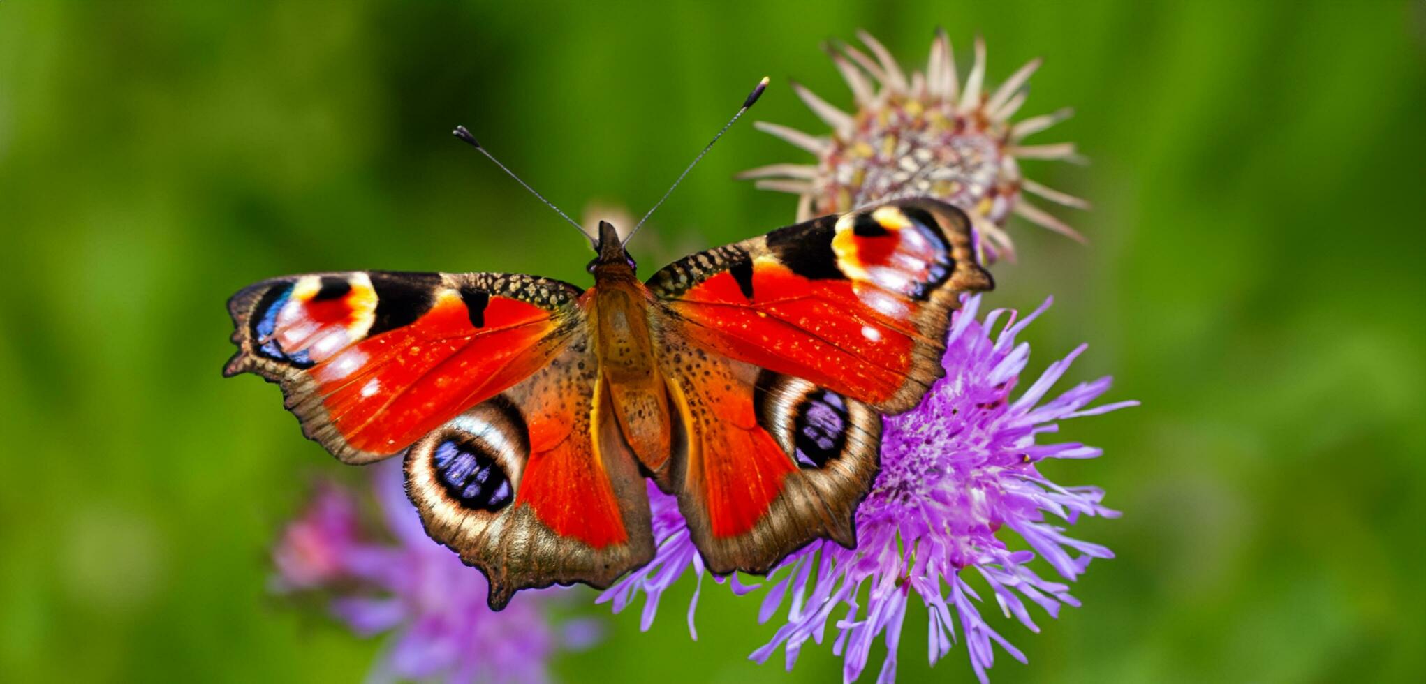 Schmetterlinge saugen Nektar von Blumen Schmetterling fliegend im das Blume Garten 3d Illustration foto