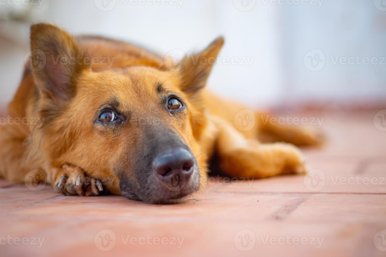Deutscher Schäferhund auf dem Boden liegend. foto