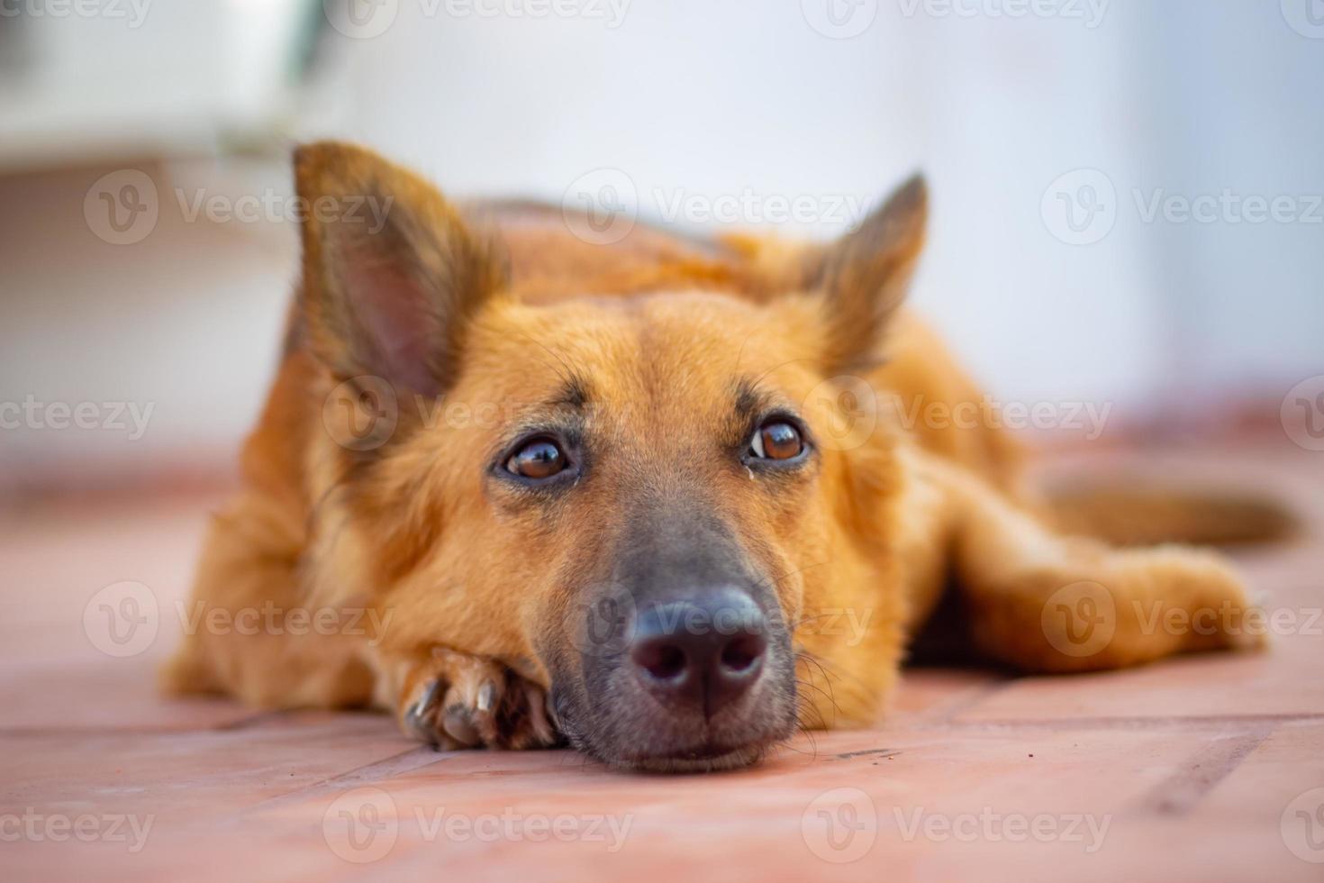 Deutscher Schäferhund auf dem Boden liegend. foto