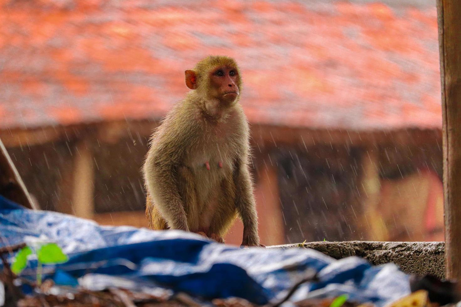 trauriger Affe, der im Regen an der Wand sitzt foto