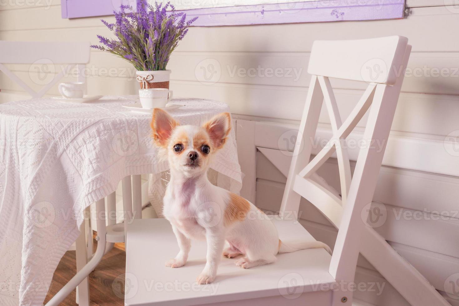 kleiner Chihuahua-Hund mit weißem Haar, der auf dem Haar ruht. weißer Chihuahua-Hund auf einem Stuhl zu Hause. foto