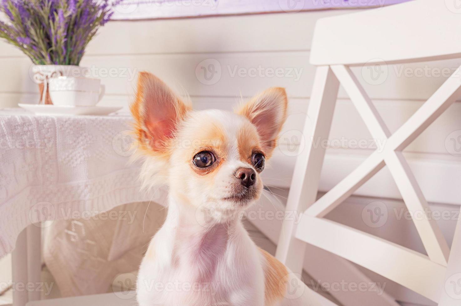 kleiner Chihuahua-Hund mit weißem Haar, der auf dem Haar ruht. weißer Chihuahua-Hund auf einem Stuhl zu Hause. foto