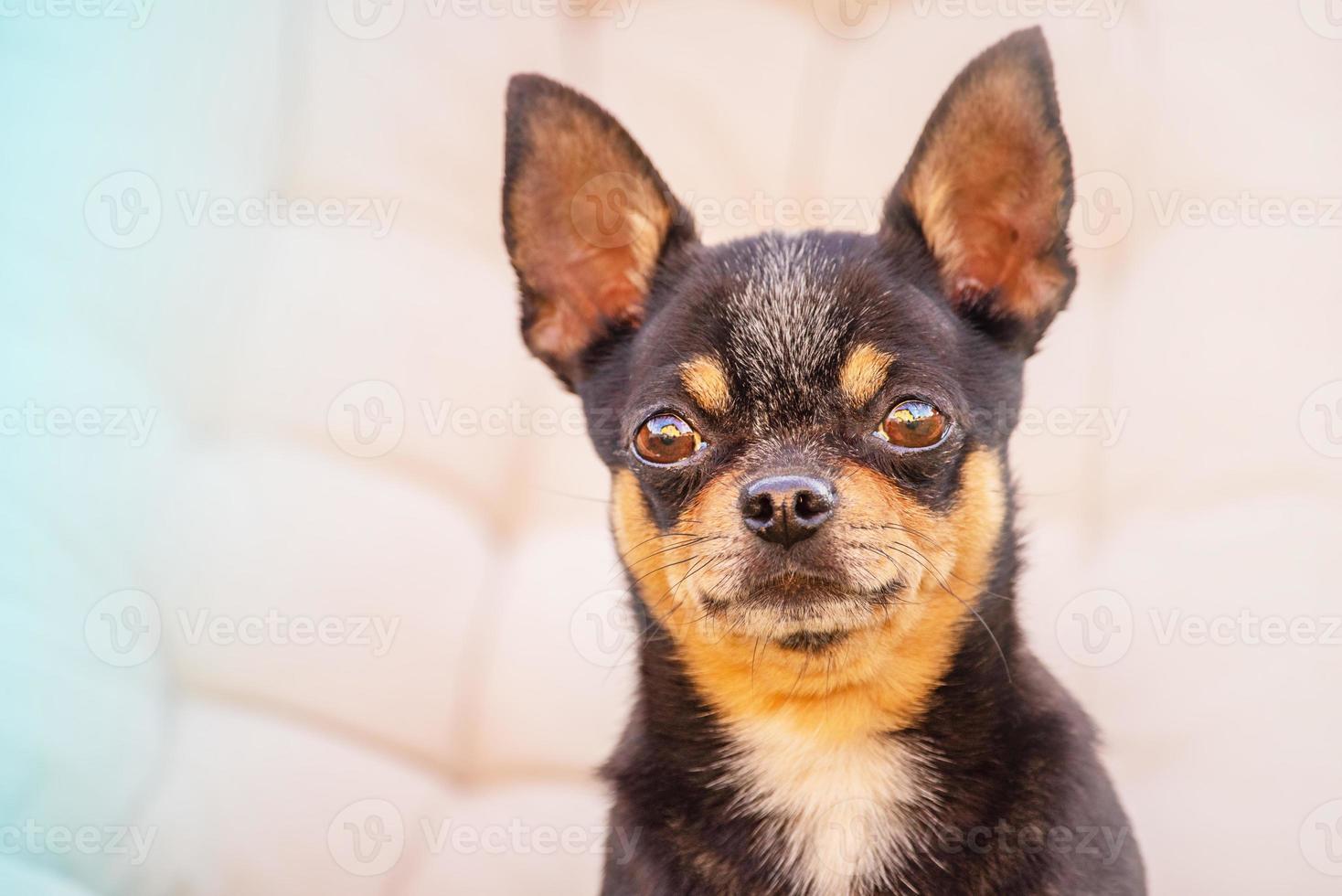 Hund auf einem beigen Hintergrund. Haustier. schwarzer Chihuahua. Chihuahua Hund schwarzes Porträt. foto