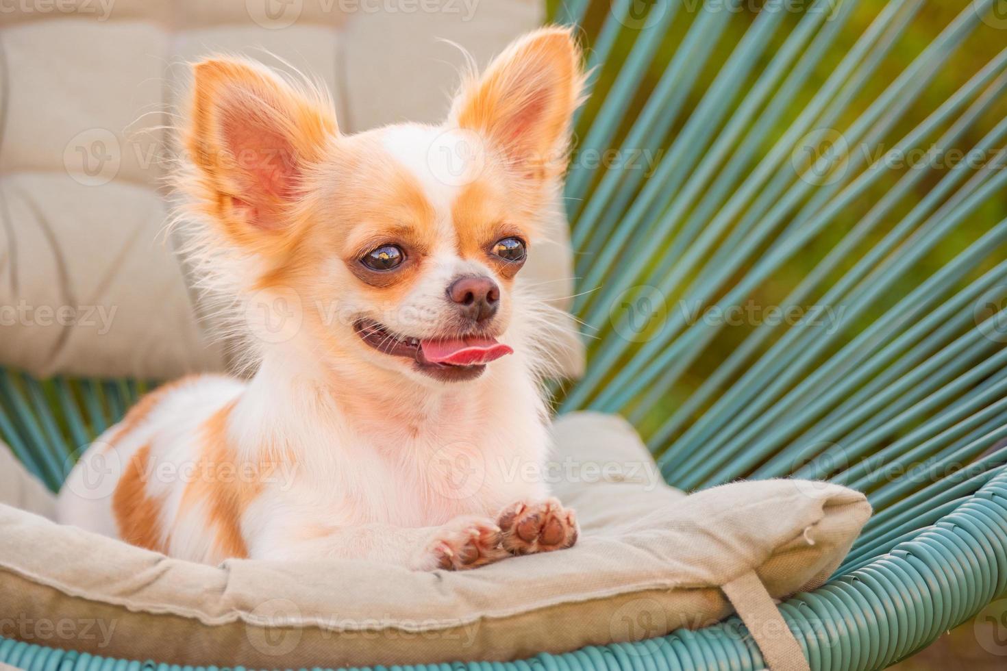 Hundelebensstil, Langhaar-Chihuahua, die sich an einem sonnigen Tag auf einem Korbstuhl mit Kissen entspannen. Hund auf einem Stuhl im Garten. foto