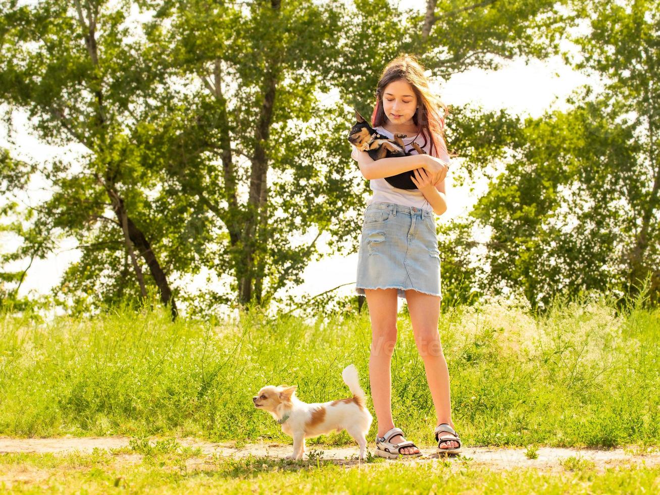 Mädchen mit zwei Chihuahuas im Sommer. süße Teenager-Mädchen an einem sonnigen Tag. Mädchen, Haustier. Spaziergang, Tier, foto