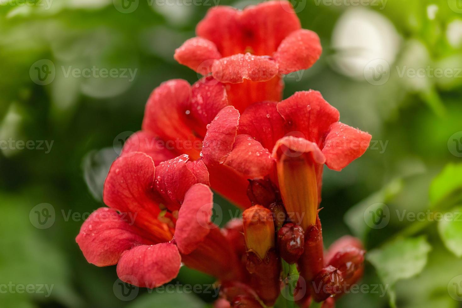 Tecoma Strauch orange Farbe Blumenpflanze mit grünem Hintergrund. campsis tekoma rot. foto