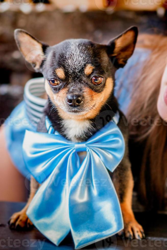 lustiger kleiner Hund. Chihuahua-Hundeporträt mit blauer Schleife. foto