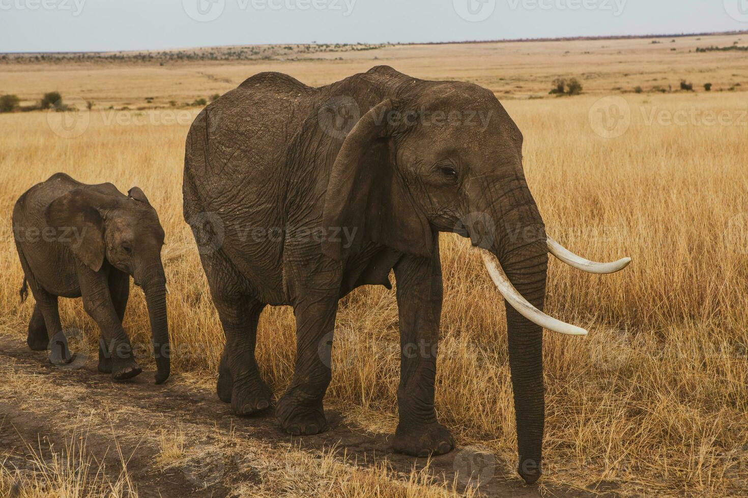 Safari durch das wild Welt von das Massai mara National Park im Kenia. Hier Sie können sehen Antilope, Zebra, Elefant, Löwen, Giraffen und viele andere afrikanisch Tiere. foto