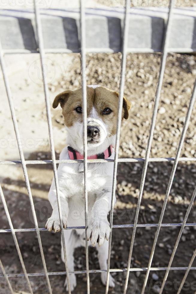 verlassener Hund und eingesperrt foto