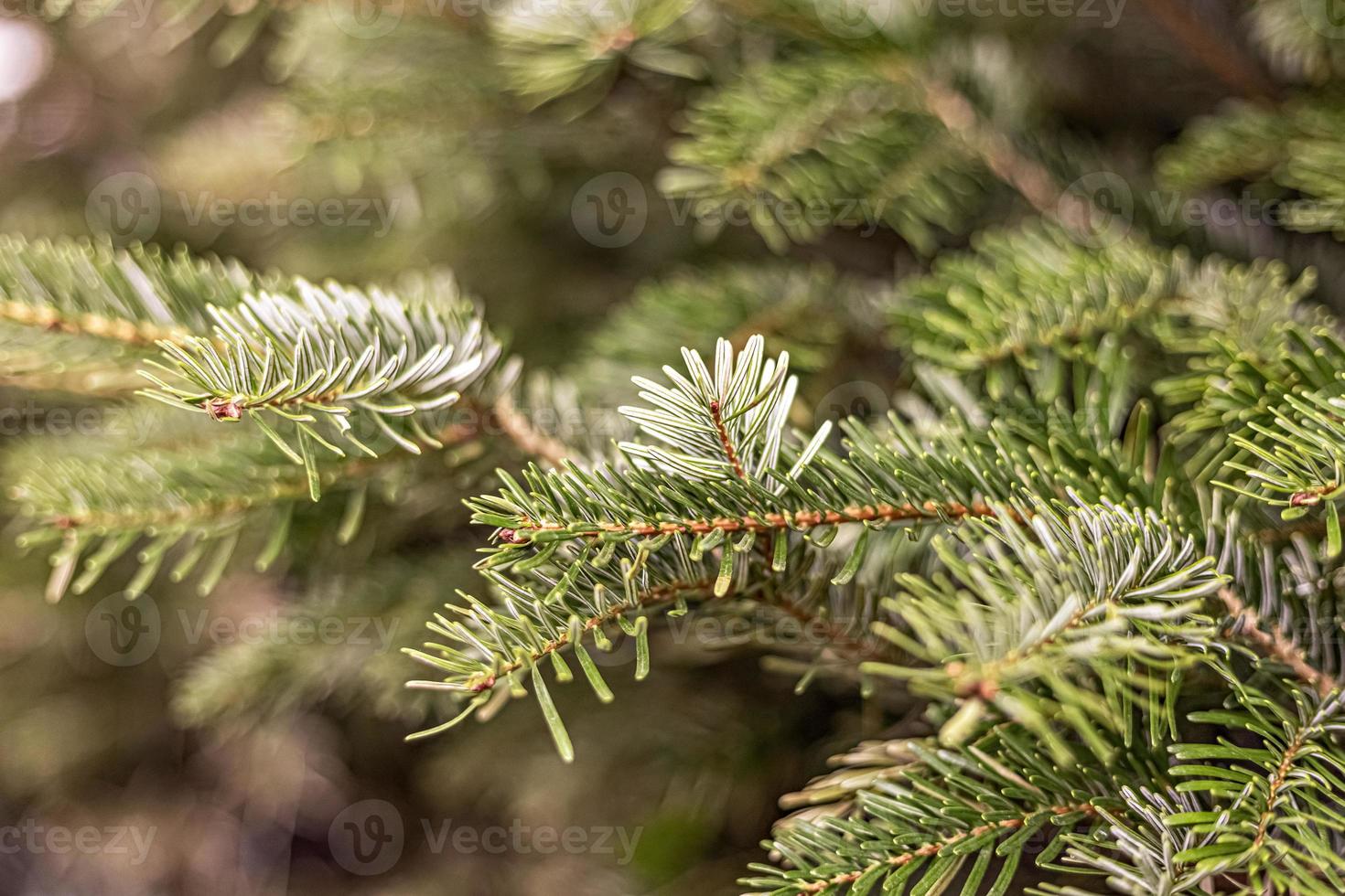 Hintergrund der grünen Fichtenzweige einer Nadelpflanze im Garten foto