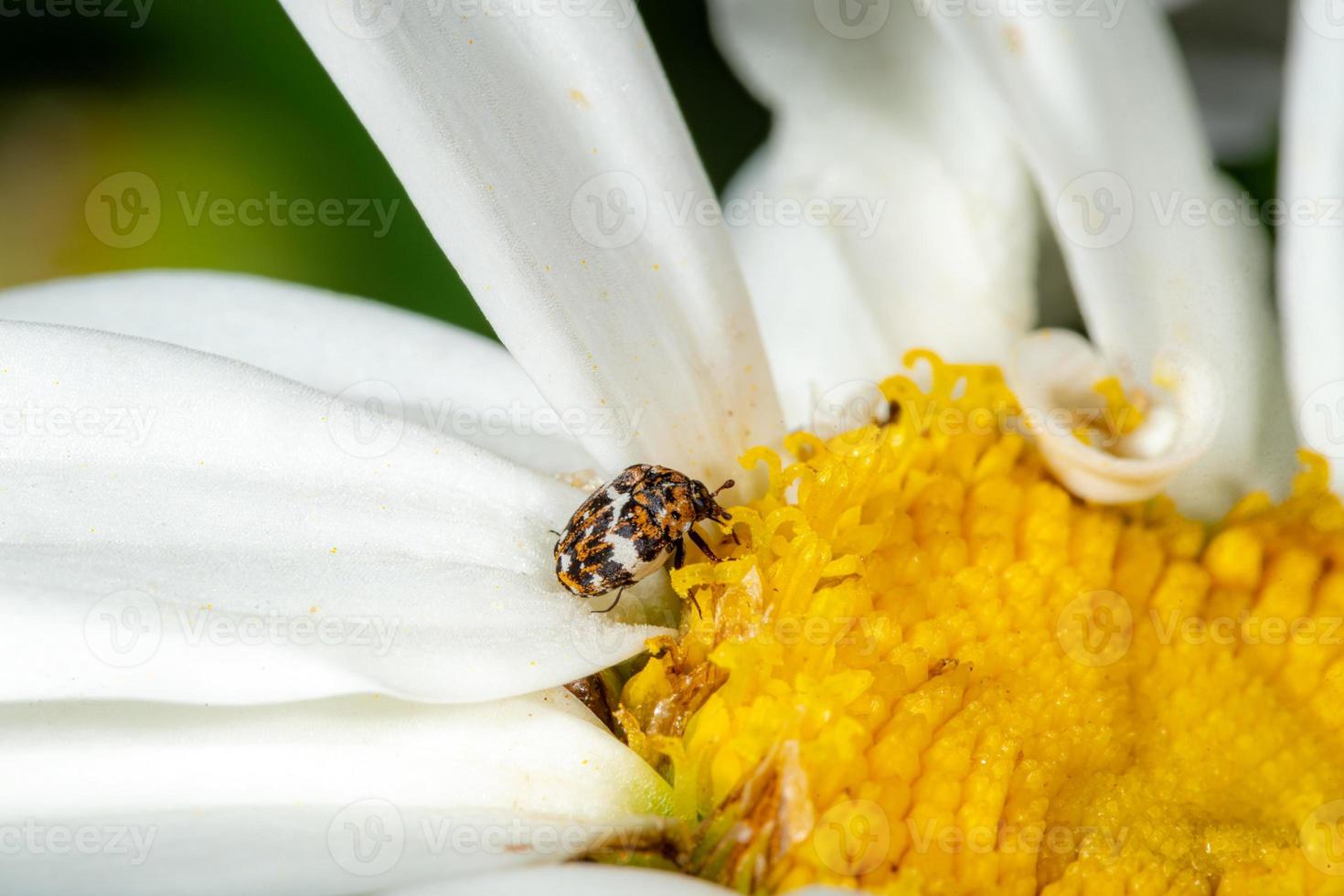 kleiner bunter Teppichkäfer anthrenus scrophulariae auf einer weißen Gänseblümchenblume foto