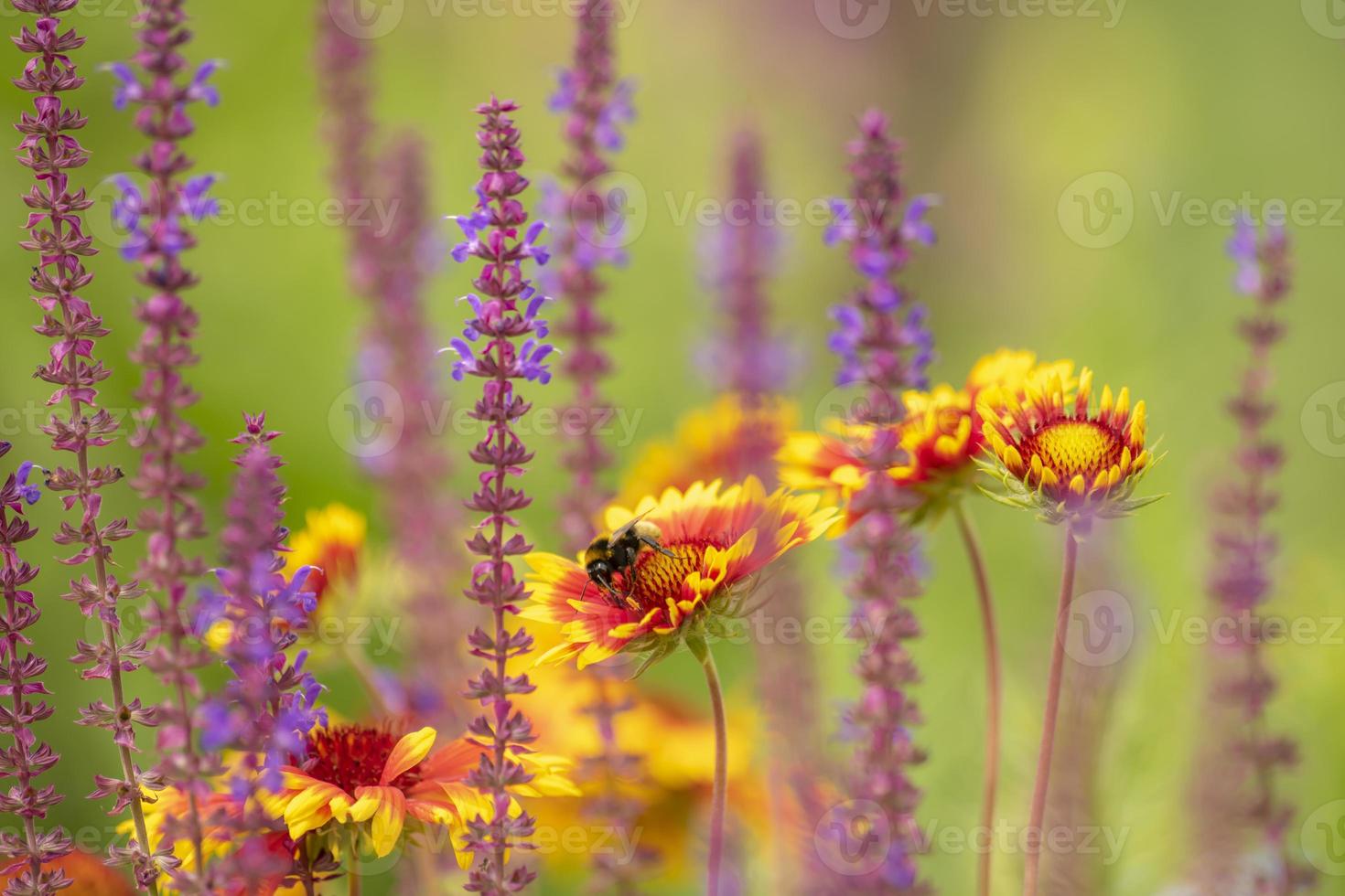 sanft gezeichnete Blumenwiese mit gelben Astern und blühendem Salbei und Hummel foto