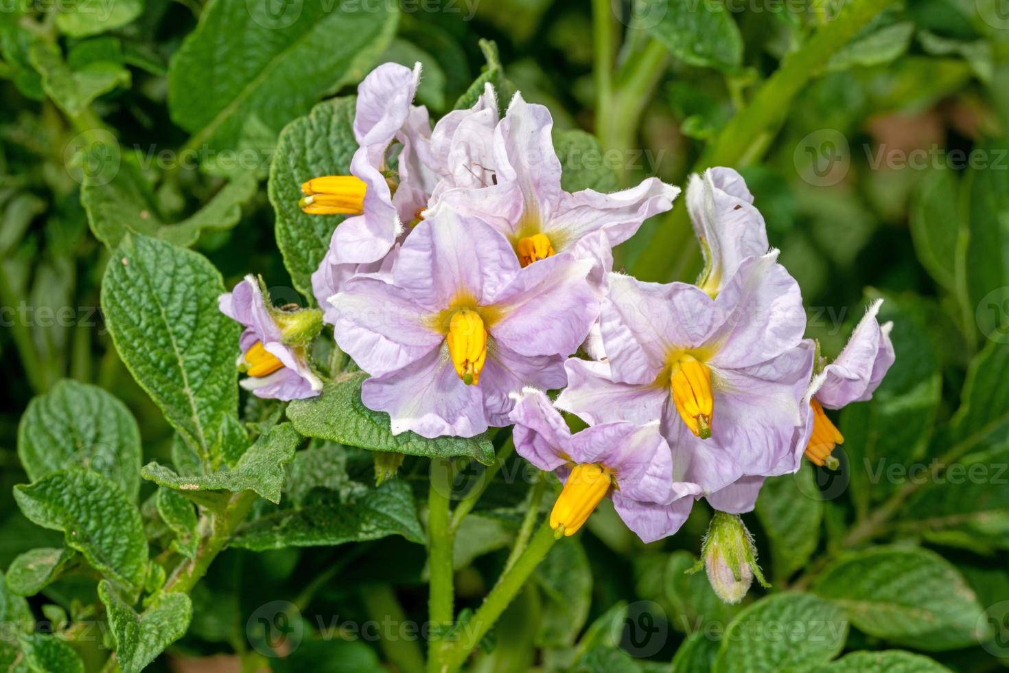 Nahaufnahme der Blüten der Kartoffelpflanze foto