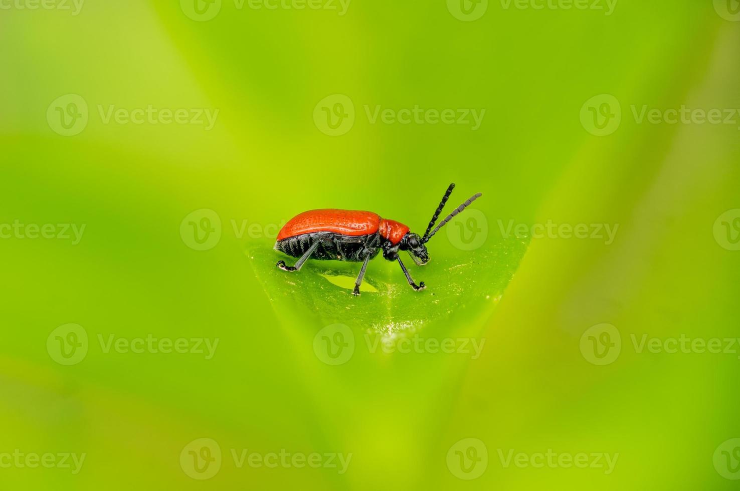 Seitenansicht eines kleinen roten Speckkäfers auf einem Blatt vor grünem Hintergrund foto