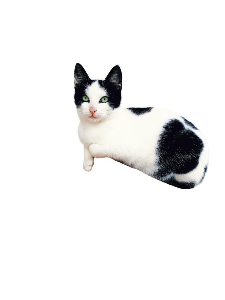 ein schließen oben von ein Katze und Weiß Hintergrund Tier natur Foto