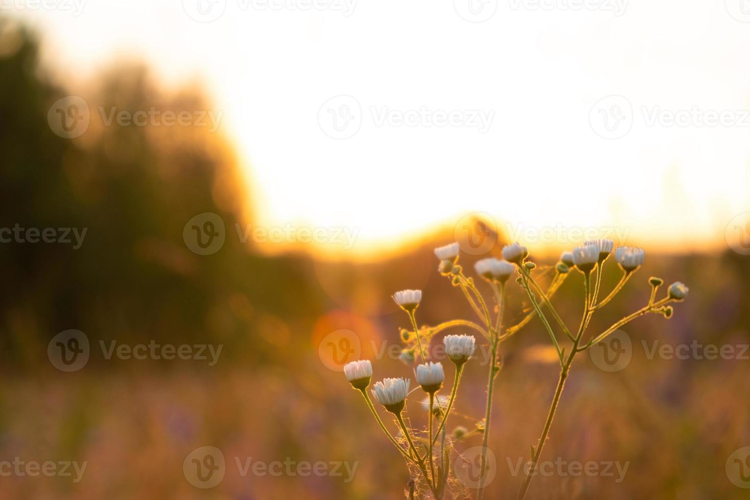 Sommergänseblümchen bei Sonnenaufgang, Morgensonne in der Naturlandschaft foto